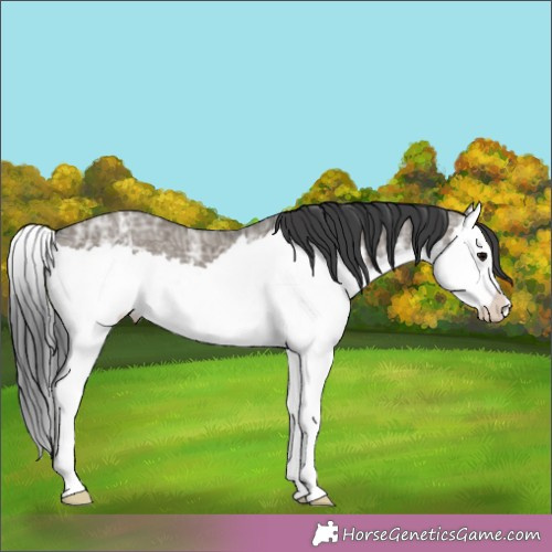 Horse Color:Grullo Ice Splash 