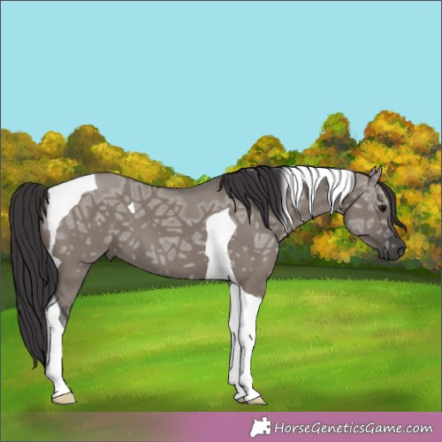 Horse Color:Smoky Grullo Ice Tobiano 