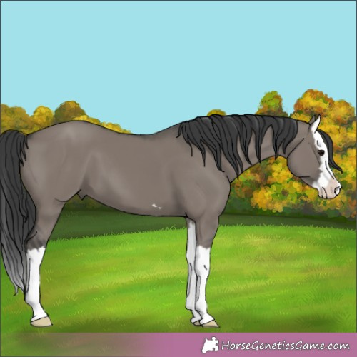 Horse Color:Grullo Splash 