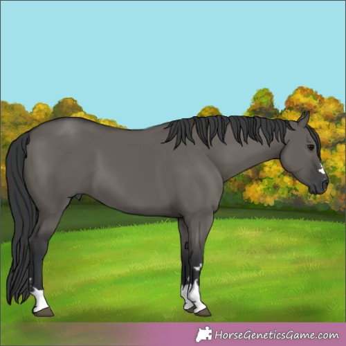 Horse Color:Grullo 