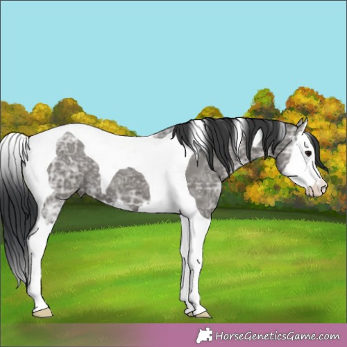 Horse Color:Grullo Ice Splash Tobiano 
