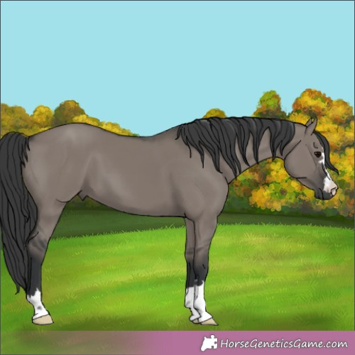 Horse Color:Grullo 