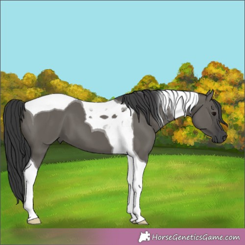 Horse Color:Grullo Tobiano 