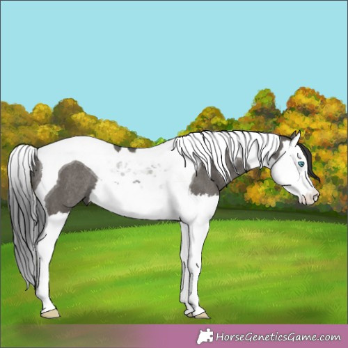 Horse Color:Grullo Splash Tobiano Rabicano 
