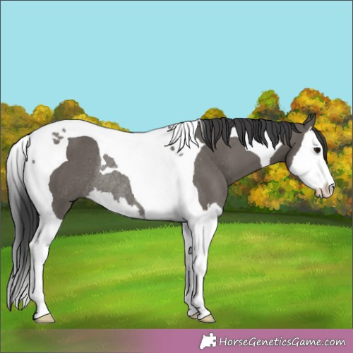 Horse Color:Grullo Splash Tobiano Rabicano 