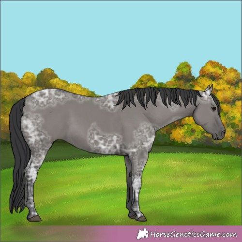 Horse Color:Grullo Ice Rabicano 