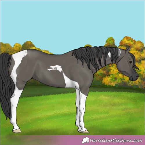 Horse Color:Grullo Tobiano 