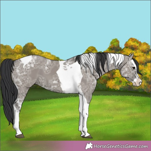 Horse Color:Grullo Ice Splash Tobiano 