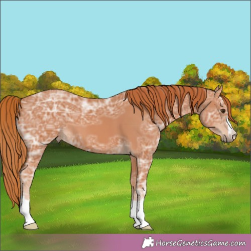 Horse Color:Chestnut Ice 