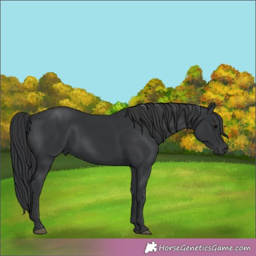 Horse Color:Black 