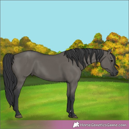 Horse Color:Grullo Rabicano 