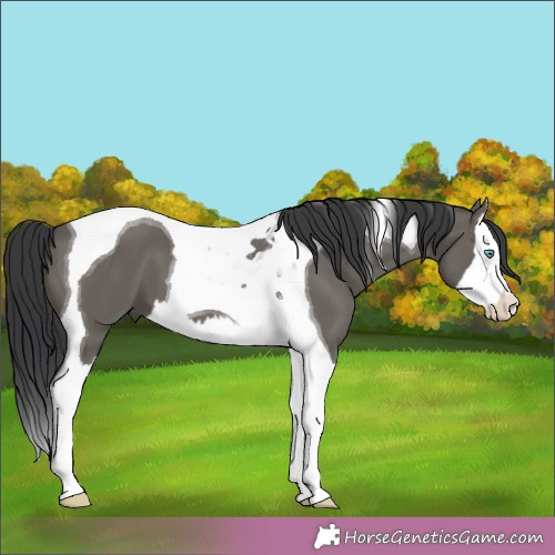 Horse Color:Grullo Splash Tobiano 