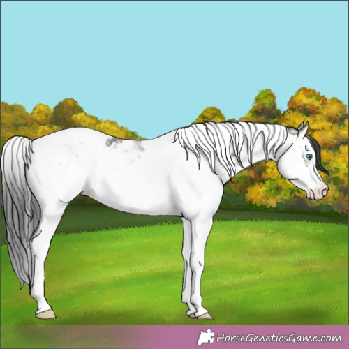 Horse Color:Grullo Ice Splash Tobiano 