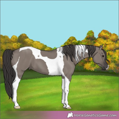 Horse Color:Smoky Grullo Tobiano 