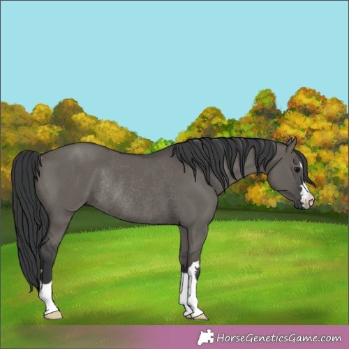 Horse Color:Grullo Rabicano 