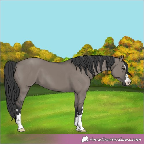 Horse Color:Grullo 