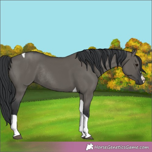 Horse Color:Grullo Tobiano Rabicano 