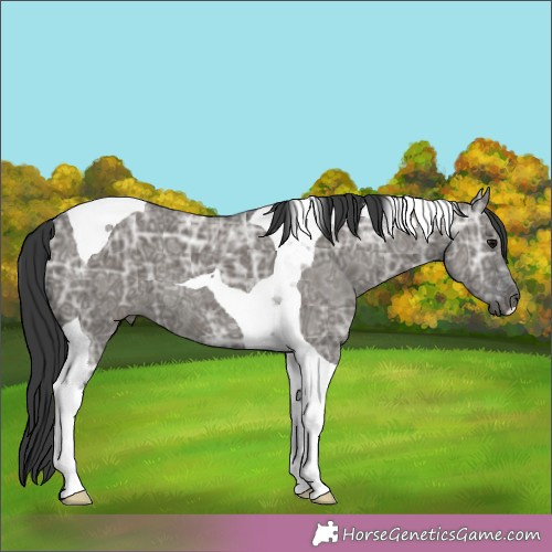 Horse Color:Grullo Ice Tobiano 