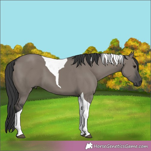 Horse Color:Grullo Tobiano 