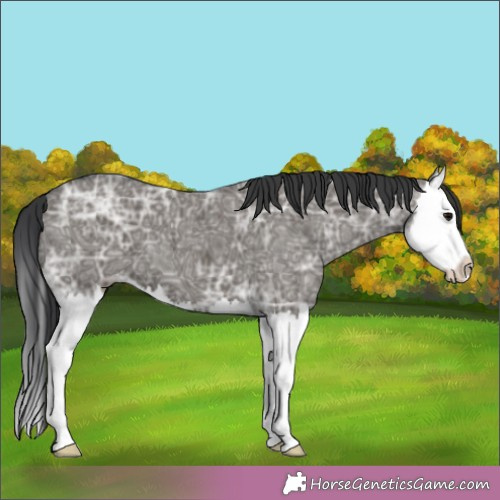 Horse Color:Grullo Ice Splash 
