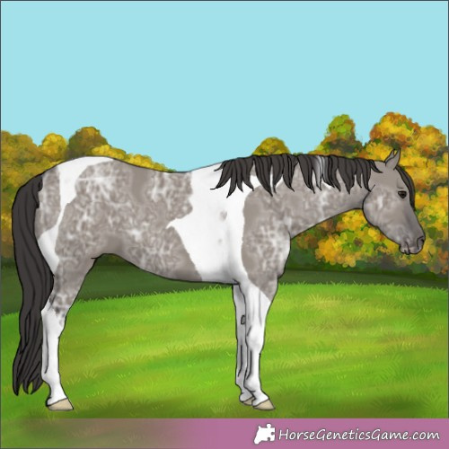 Horse Color:Smoky Grullo Ice Tobiano 