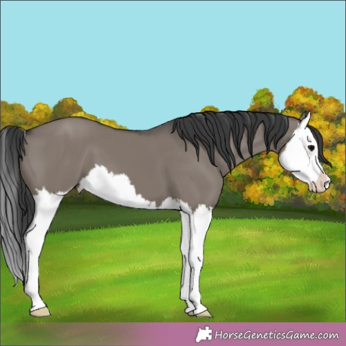 Horse Color:Grullo Splash 