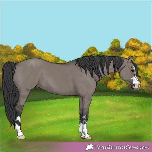 Horse Color:Grullo 