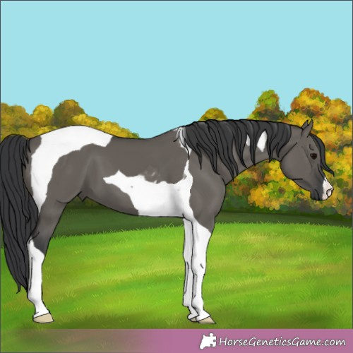 Horse Color:Grullo Tobiano 