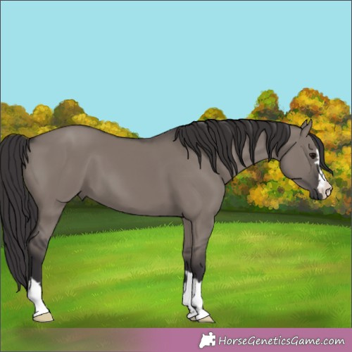 Horse Color:Smoky Grullo 