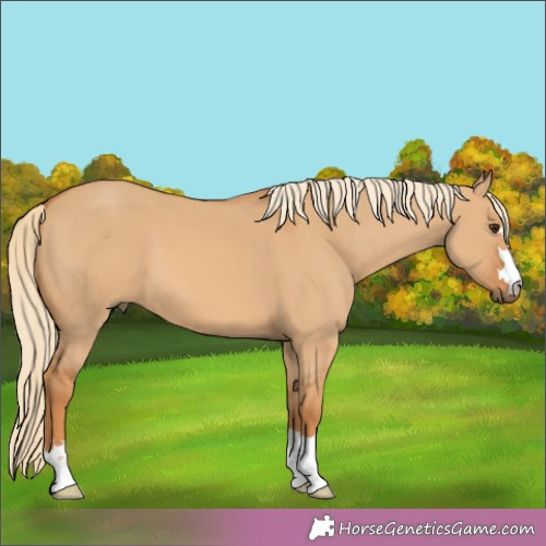 Horse Color:Red Dun 