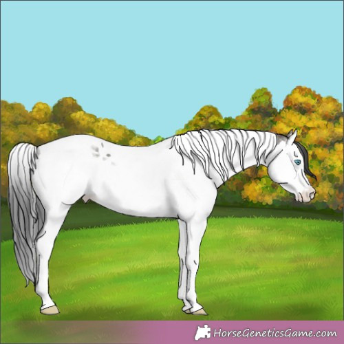 Horse Color:Grullo Ice Splash Tobiano Rabicano 