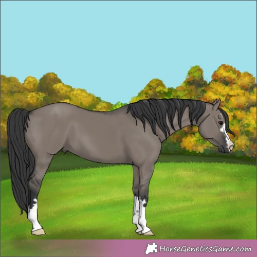Horse Color:Grullo 