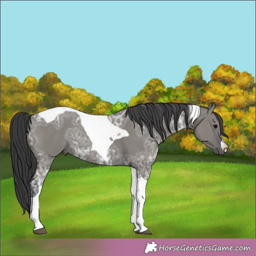 Horse Color:Grullo Ice Tobiano Rabicano 