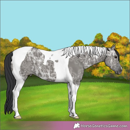 Horse Color:Grullo Ice Tobiano