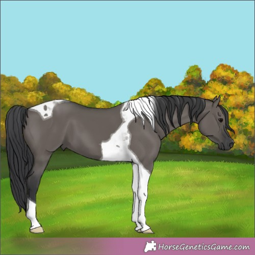 Horse Color:Grullo Tobiano 