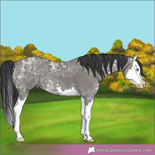 Horse Color:Grullo Ice Splash 