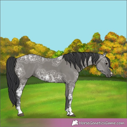 Horse Color:Grullo Ice Rabicano 