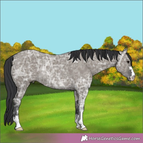 Horse Color:Grullo Ice Rabicano 