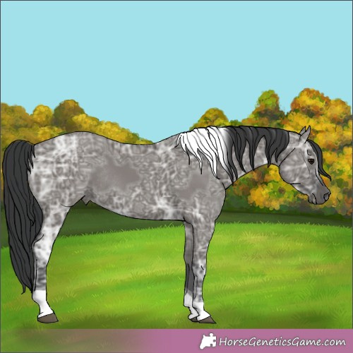 Horse Color:Grullo Ice Tobiano Rabicano 