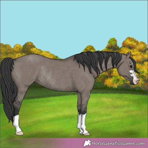Horse Color:Grullo Rabicano 