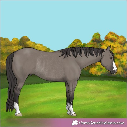 Horse Color:Smoky Grullo Rabicano 