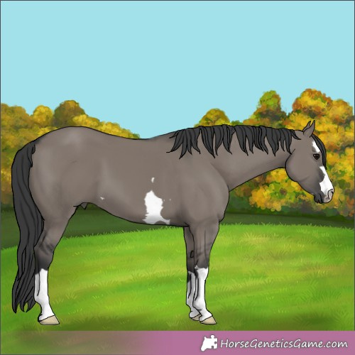 Horse Color:Grullo 