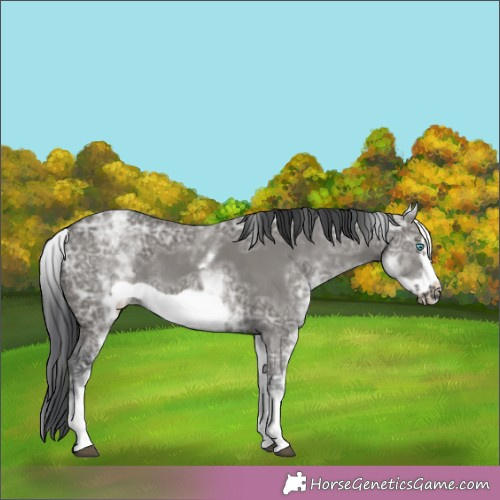 Horse Color:White Spotted Grullo Ice Frame Rabicano 