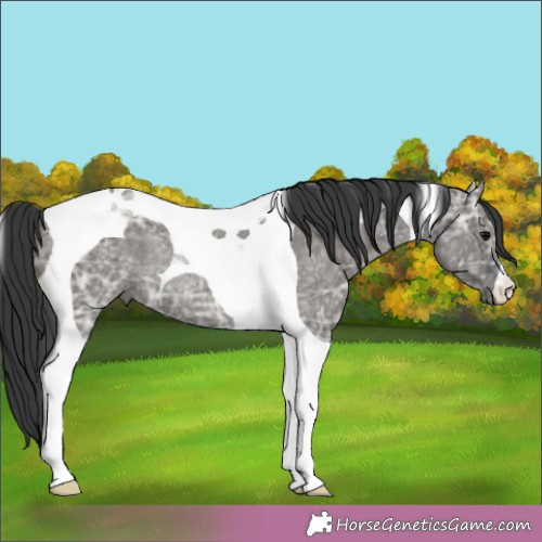 Horse Color:Grullo Ice Tobiano Rabicano 