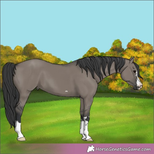 Horse Color:Grullo 