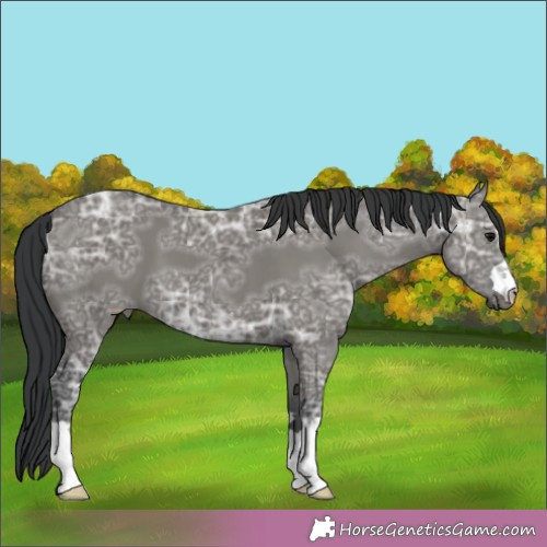 Horse Color:Grullo Ice