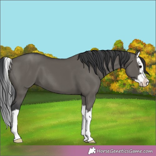 Horse Color:Grullo Splash 