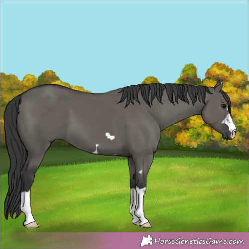 Horse Color:Grullo 