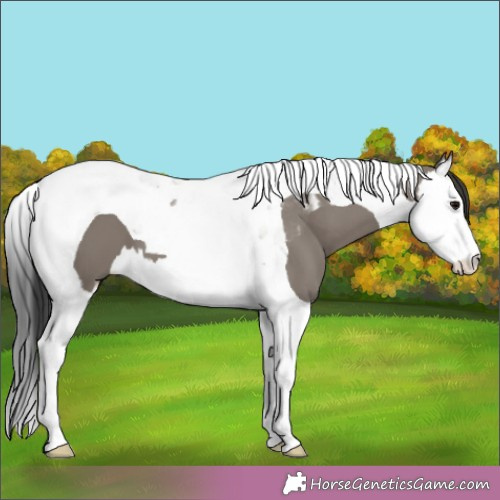 Horse Color:Grullo Splash Tobiano 