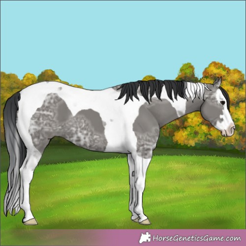 Horse Color:Grullo Ice Splash Tobiano